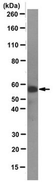 Anti-N-Myc Antibody, clone NCM II 100 clone NCM II 100, from mouse