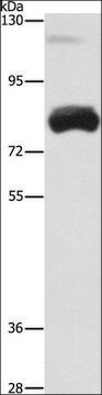 Anti-OAS2 antibody produced in rabbit affinity isolated antibody