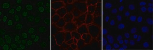 Anti-monomethyl Histone H4 (Lys20) Antibody, Alexa Fluor&#8482; 488 conjugate from rabbit, ALEXA FLUOR&#8482; 488