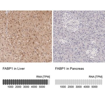 Anti-FABP1 antibody produced in rabbit Prestige Antibodies&#174; Powered by Atlas Antibodies, affinity isolated antibody, buffered aqueous glycerol solution