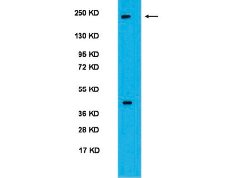 Anti-PER2 Antibody serum, Chemicon&#174;