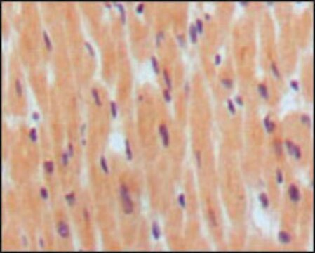 Monoclonal Anti-NPPB antibody produced in mouse clone 8D5B4C11, ascites fluid