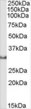 Anti-Osteopontin/SPP1 antibody produced in goat affinity isolated antibody, buffered aqueous solution