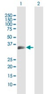 Anti-MOG antibody produced in rabbit purified immunoglobulin, buffered aqueous solution