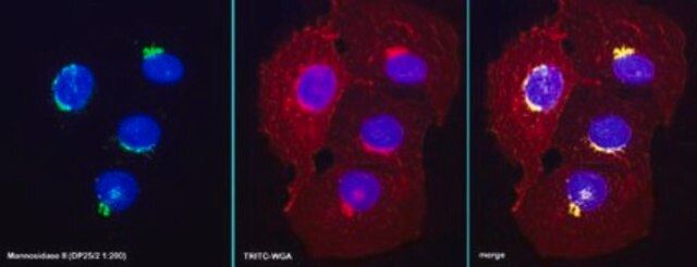 Anti-Mannosidase II Antibody, For Golgi Apparatus identification serum, Chemicon&#174;