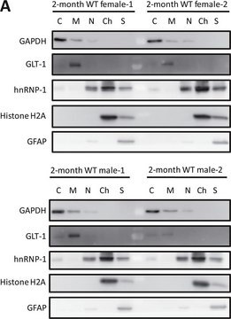 Anti-GAPDH Antibody from chicken, purified by affinity chromatography