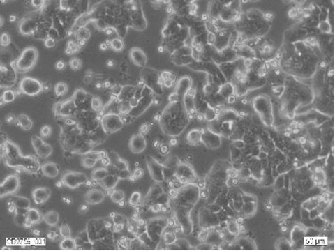 HT29 Cell Line human Caucasian colon adenocarcinoma grade II, 91072201