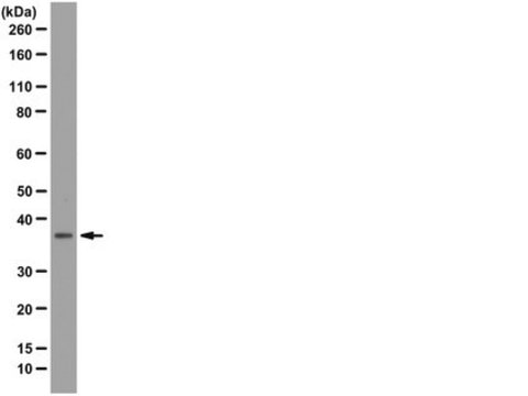 Anti-DPPA-2 Antibody, clone 6C1.2 clone 6C1.2, from mouse