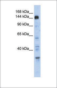 Anti-PER2 antibody produced in rabbit affinity isolated antibody