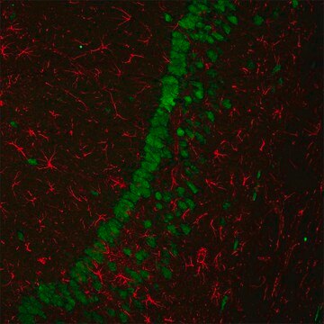 Anti-Mouse IgG (H+L), F(ab&#8242;)2 fragment, CF&#8482;680 antibody produced in goat ~2&#160;mg/mL, affinity isolated antibody, buffered aqueous solution