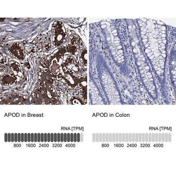 Anti-APOD antibody produced in rabbit Prestige Antibodies&#174; Powered by Atlas Antibodies, affinity isolated antibody