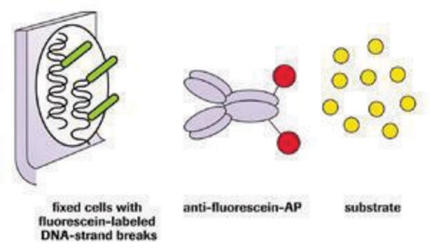 In Situ Cell Death Detection-Kit, AP sufficient for &#8804;50&#160;tests, kit of 1 (3 components), suitable for detection