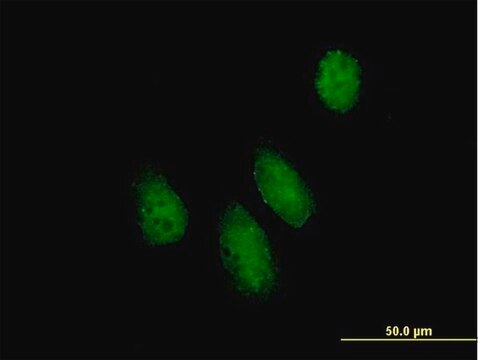 Anti-NUPL1 antibody produced in mouse IgG fraction of antiserum, buffered aqueous solution