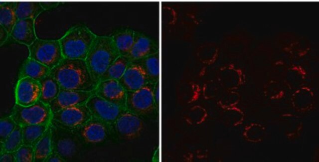 Anti-Integrin &#946;1 Antibody, activated, clone HUTS-4, Alexa Fluor&#8482; 555 clone HUTS-4, from mouse, ALEXA FLUOR&#8482; 555