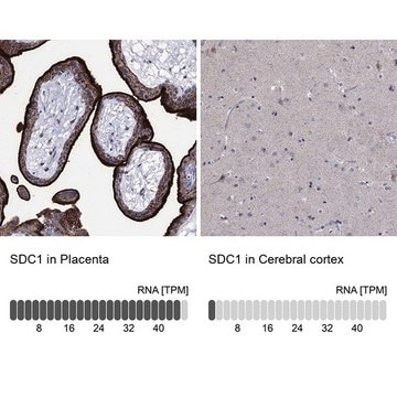 Anti-SDC1 antibody produced in rabbit Prestige Antibodies&#174; Powered by Atlas Antibodies, affinity isolated antibody, buffered aqueous glycerol solution