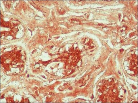 Anti-acetyl-Histone H4 [Ac-Lys12] antibody produced in rabbit IgG fraction of antiserum