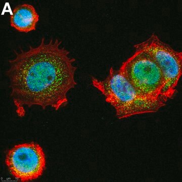 Anti-p300 Antibody, clone 4E5 ZooMAb&#174; Rabbit Monoclonal recombinant, expressed in HEK 293 cells