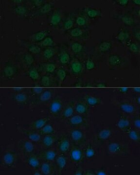 Anti-CREB1 antibody produced in rabbit