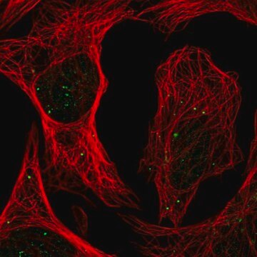 Anti-PLAGL1 antibody produced in rabbit Prestige Antibodies&#174; Powered by Atlas Antibodies, affinity isolated antibody