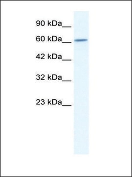 Anti-CUL5 antibody produced in rabbit IgG fraction of antiserum