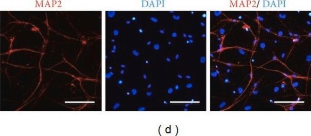 Anti-MAP2 (2a+2b) antibody, Mouse monoclonal ~2&#160;mg/mL, clone AP-20, purified from hybridoma cell culture