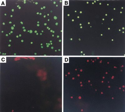 Annexin V-Cy3&#8482; Apoptosis Detection Kit