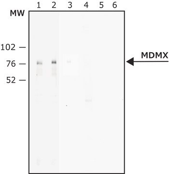 Anti-MDMX antibody, Mouse monoclonal clone MDMX-82, purified from hybridoma cell culture