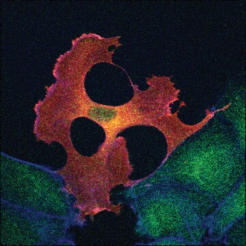 Monoclonal ANTI-FLAG&#174; M2 antibody produced in mouse 1&#160;mg/mL, clone M2, affinity isolated antibody, buffered aqueous solution (50% glycerol, 10 mM sodium phosphate, and 150 mM NaCl, pH 7.4)