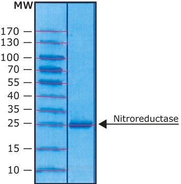 Nitroreductase from Escherichia coli &#8805;90% (SDS-PAGE), recombinant, expressed in E. coli