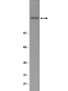 Anti-IQGAP1 Antibody, clone AF4 clone AF4, Upstate&#174;, from mouse