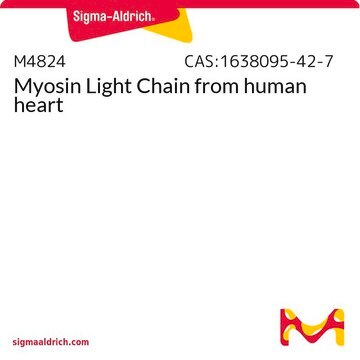 Myosin Light Chain from human heart