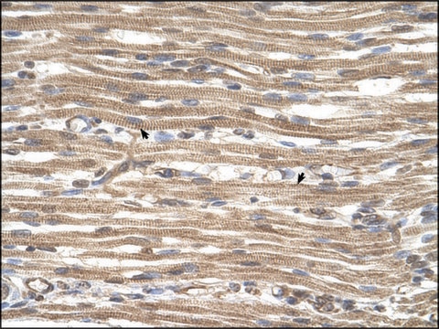 Anti-ACTR2 antibody produced in rabbit IgG fraction of antiserum