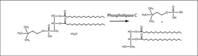 Phospholipase C from Bacillus cereus &#8805;200&#160;units/mg protein