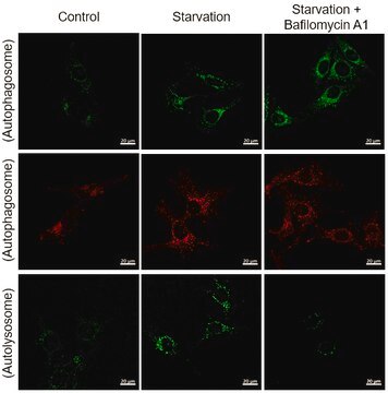 BioTracker&#8482; Green pH-Independent Autophagy Live Cell Probe