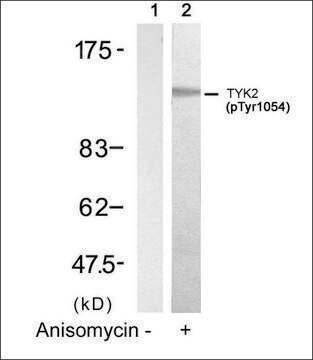 Anti-phospho-TYK2 (pTyr1054) antibody produced in rabbit affinity isolated antibody