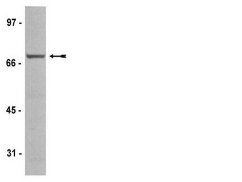 Anti-Raf-1 Antibody, clone AM223, rabbit monoclonal culture supernatant, clone AM223, from rabbit