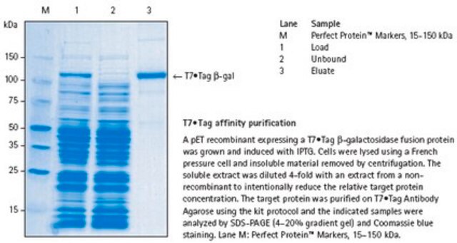 T7&#8226;Tag&#174; Affinity Purification Kit Immunoaffinity purification of T7&#8226;Tag fusion proteins