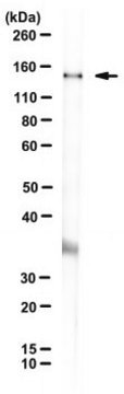 Anti-AKNA Antibody, clone 4F5