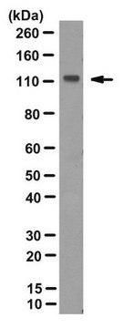 Anti-SREBP-1 Antibody, clone 20B12 clone 20B12, from rabbit