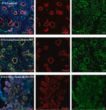 Anti-T2A Antibody, clone 5E6