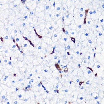 Anti-HO-1 antibody produced in rabbit