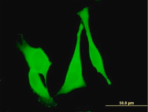 Monoclonal Anti-FZD3 antibody produced in mouse clone 2H5, purified immunoglobulin, buffered aqueous solution