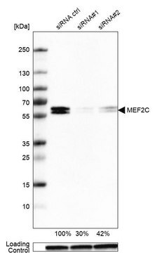 Monoclonal Anti-MEF2C antibody produced in mouse Prestige Antibodies&#174; Powered by Atlas Antibodies, clone CL0368, purified immunoglobulin, buffered aqueous glycerol solution