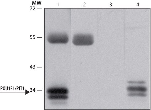 Anti-POU1F1/PIT1 antibody produced in rabbit ~1.0&#160;mg/mL, affinity isolated antibody, buffered aqueous solution