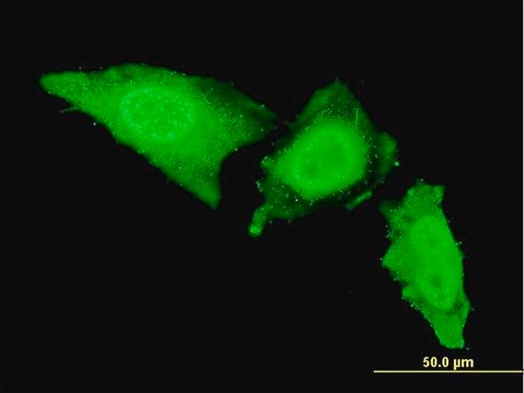 ANTI-IRAK3 antibody produced in mouse clone 1F1, purified immunoglobulin, buffered aqueous solution