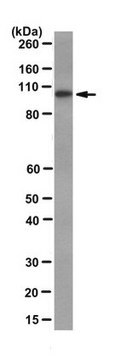 Anti-MDM2 Antibody, clone 2A10 clone 2A10, from mouse