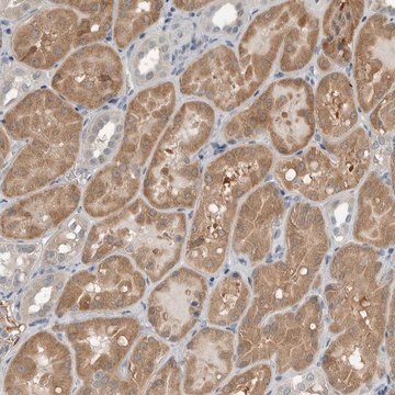 Anti-KYAT1 antibody produced in rabbit Prestige Antibodies&#174; Powered by Atlas Antibodies, affinity isolated antibody, buffered aqueous glycerol solution