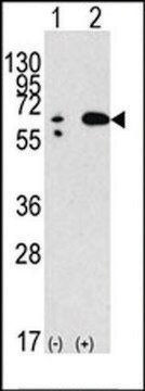 ANTI-BECLIN 1 antibody produced in rabbit IgG fraction of antiserum, buffered aqueous solution