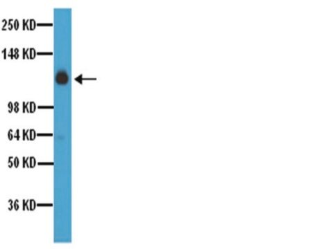 Anti-Aquaporin-&#945;5-Antikörper, C-Terminus, intrazellulär serum, Chemicon&#174;