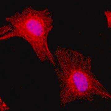 Anti-alpha-Tubulin antibody, Rabbit monoclonal recombinant, expressed in HEK 293 cells, clone RM113, purified immunoglobulin